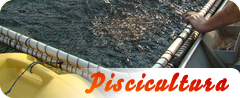 Piscicultura